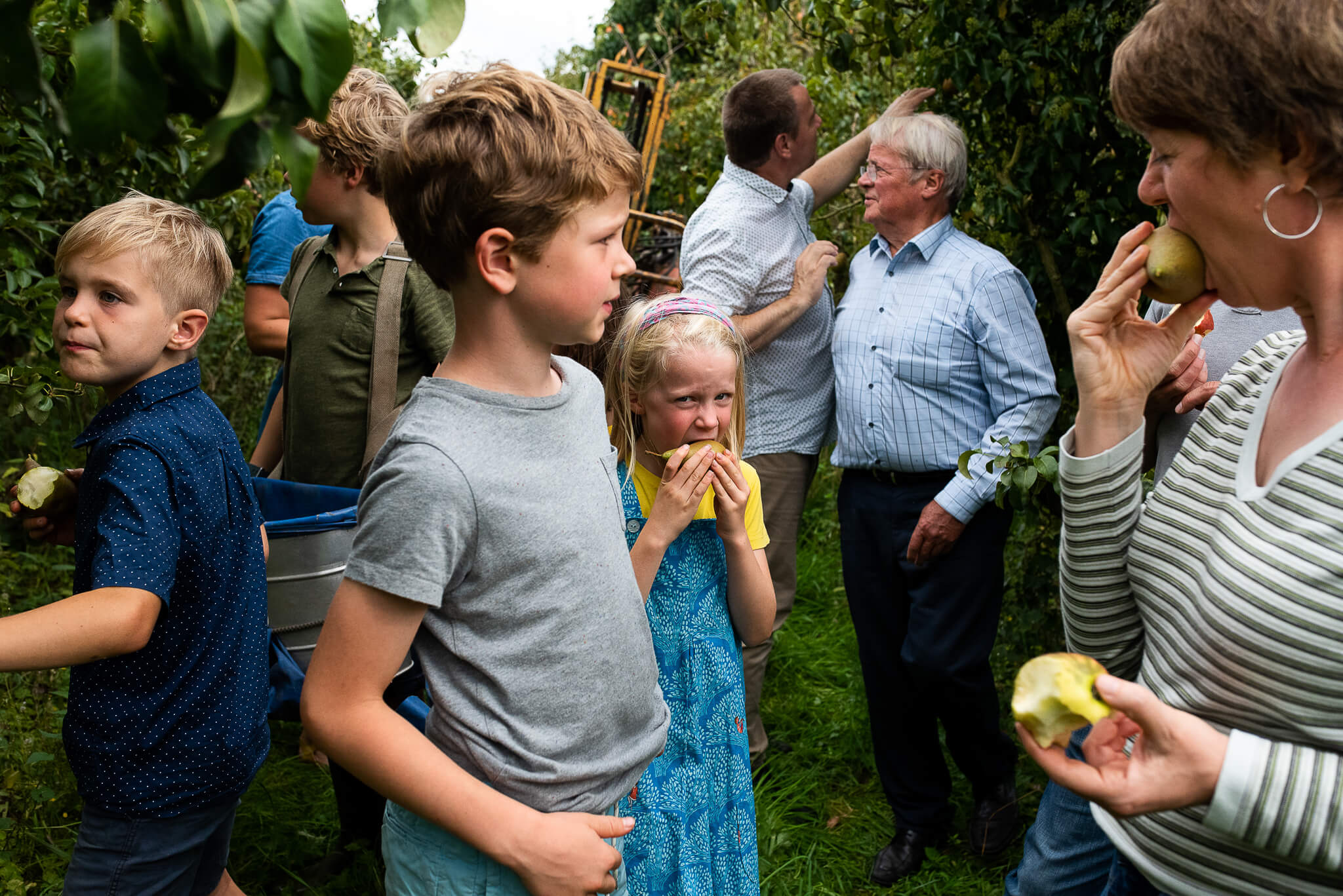 peren eten tijdens de oogst fotoreportage