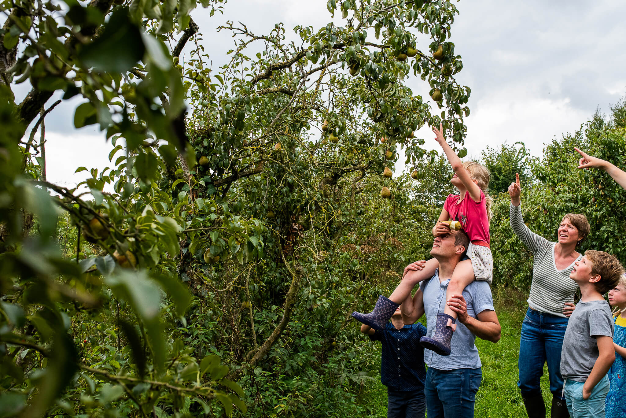 kinderen helpen peren oogsten tijdens fotoshoot