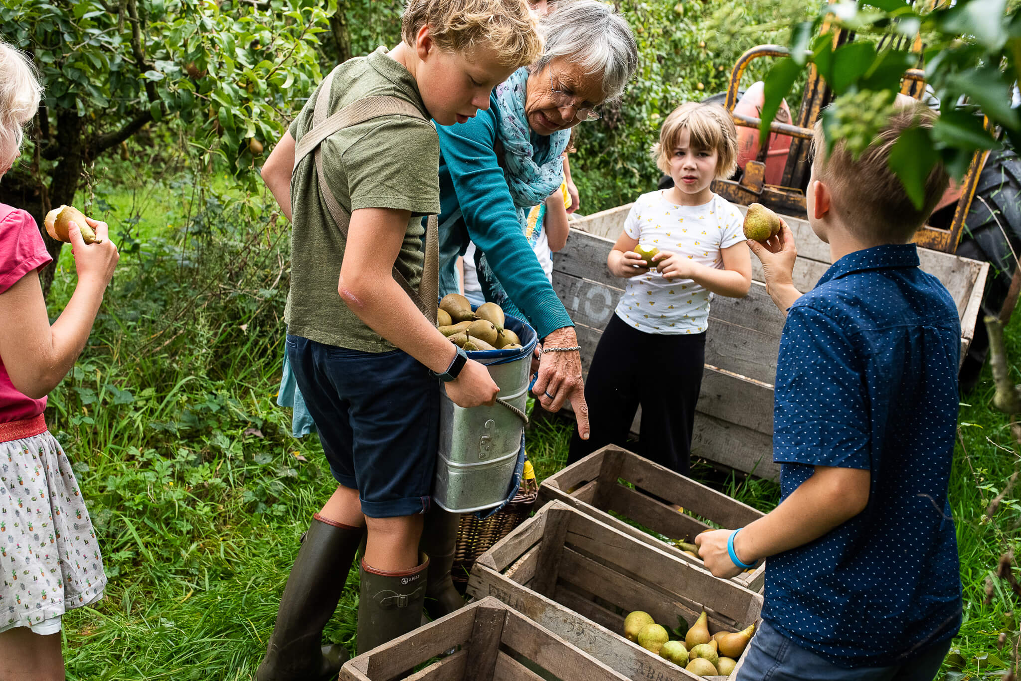 kleinkinderen helpen oogsten van peren tijdens fotoshoot